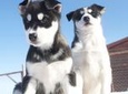 Puppy Training Experience at a Husky Farm in Tromso