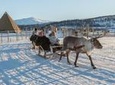 Reindeer Experience, Sami Culture, and Short Reindeer Sledding Tour from Tromso