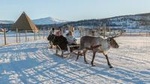 Reindeer Experience, Sami Culture, and Short Reindeer Sledding Tour from Tromso