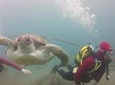 Scuba Diving Beginner's Session in Costa Adeje