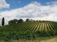 Siena and Chianti Wineries Excursion by Private Luxury Van from Florence