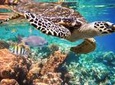 Tulum Turtles Swim and Snokel Tour from Cancun