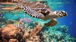 Tulum Turtles Swim and Snokel Tour from Cancun