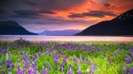 Turnagain Arm Tour