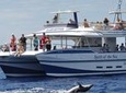 Gran Canaria Whale and Dolphin Spotting Cruise with Optional Swim Stop