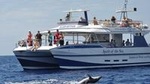 Gran Canaria Whale and Dolphin Spotting Cruise with Optional Swim Stop