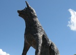 See The Big Blue Heeler in Muswellbrook, NSW, Australia