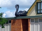 See The Big Swan in Dunedoo, NSW, Australia