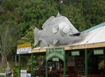 See The Big Barramundi in Daintree, Queensland, Australia