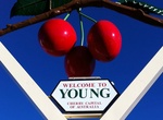See The Big Cherries in Young, NSW, Australia