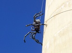 See The Big Spider in Urana, NSW, Australia
