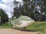 See The Big Murray Cod in Tocumwal, NSW, Australia