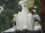 See The Big Cockatoo in Mossman, Queensland, Australia