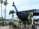 See The Big Cassowary in Mission Beach, Queensland, Australia