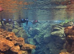 Dive or Snorkle Silfra Fissure, Iceland (UNESCO site)