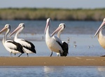 Birding at Busby Islet Conservation Park, South Australia