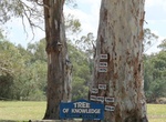 See Loxton Tree of Knowledge, South Australia