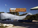 See Leeuwin Way Whale in Eucla, Western Australia