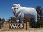 See The Giant Ram in Wagin, Western Australia
