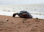 Visit Shell Beach, Guyana