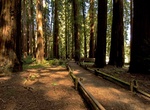 Explore Richardson Grove State Park, Eureka, California