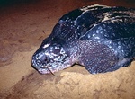 See Giant Leatherback Turtles on Hattes Beach (Plage des Hattes), French Guiana