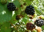 Forage for Wild Blackberries along the Oregon Coast