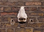 See the Seven Noses of Soho (London Noses), London, England