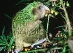 See a Kakapo