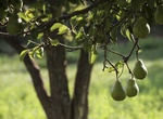 Pick and Eat Fruit at Capitol Reef National Park