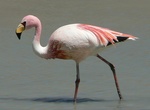See Flamingos at Laguna de Guayatayoc, Argentina