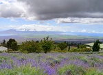 Visit Ali'i Kula Lavender Farm, Maui, Hawaii