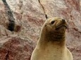 Ballestas Islands Group Tour from Paracas 