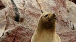 Ballestas Islands Group Tour from Paracas 