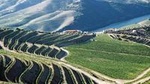 Douro Valley Tour: Wine Tasting, River Cruise and Lunch From Porto with Pickup
