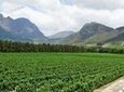 Franschhoek Guided Winelands Meander Cycle Tour