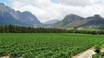 Franschhoek Guided Winelands Meander Cycle Tour