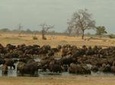 Full-Day Hwange National Park Tour from Victoria Falls