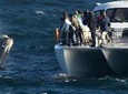 Full-Day Whale Watching and Wine Tasting Tour from Cape Town