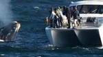 Full-Day Whale Watching and Wine Tasting Tour from Cape Town