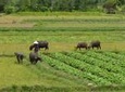 Half-Day Hoi An Countryside and Villages Tour by Bike