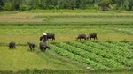 Half-Day Hoi An Countryside and Villages Tour by Bike