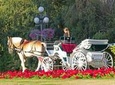 Beacon Hill Park Horse-Drawn Carriage Tour