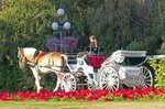 Beacon Hill Park Horse-Drawn Carriage Tour