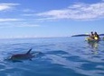 Kayak with Dolphins and 4WD Great Beach Drive Day Trip from Noosa