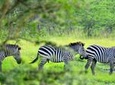 1 Day Lake Mburo Tour from Kampala