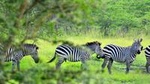1 Day Lake Mburo Tour from Kampala