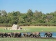 The Great Elephant Gathering Private Safari from Minneriya