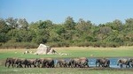 The Great Elephant Gathering Private Safari from Minneriya