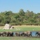 The Great Elephant Gathering Private Safari from Minneriya